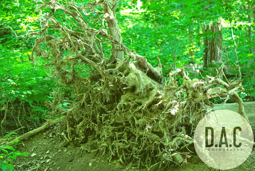 Nature Preserve «Canawaugus Park», reviews and photos, Rochester St, Scottsville, NY 14546, USA