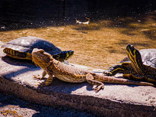 Aquarium «Aquarium Tarpon Springs», reviews and photos, 850 Dodecanese Blvd, Tarpon Springs, FL 34689, USA