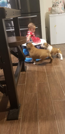 Pet Supply Store «Pet Supplies Plus», reviews and photos, 1031 Northwest Hwy, Garland, TX 75041, USA