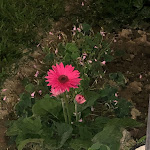 Photo n°3 de l'avis de Michela.o fait le 22/08/2021 à 11:23 sur le  Buscherini Ristorante Pizzeria à Forlì