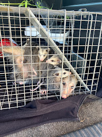 Resolve Pest And Termite Control - Photo 1 - Car repair in Pasadena, TX, Pasadena