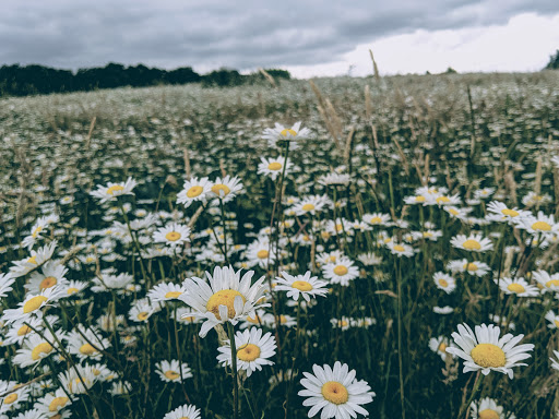 Park «Powell Butte Nature Park», reviews and photos, 16160 SE Powell Blvd, Portland, OR 97236, USA