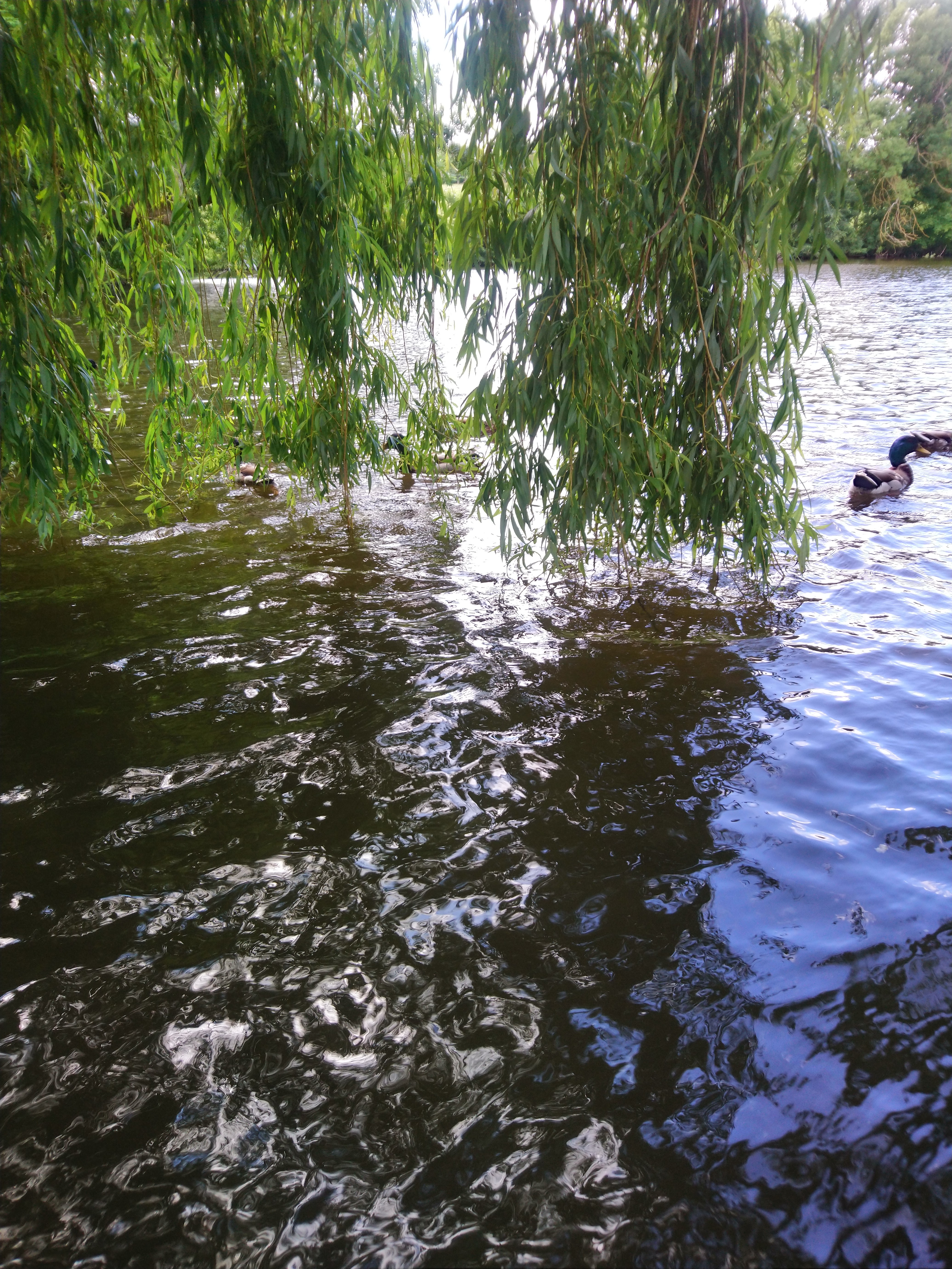 Photo n° 2 de l'avis de Lucien.e fait le 10/06/2019 à 14:26