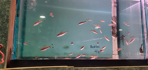 Aquarium «Tamco Aquarium», reviews and photos, 6310 Bay Pkwy, Brooklyn, NY 11204, USA