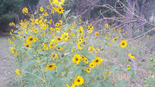 Nature Preserve «Kern River Preserve», reviews and photos, 18747 CA-178, Weldon, CA 93283, USA