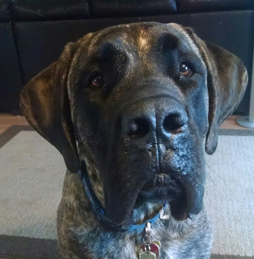 Pet Supply Store «PetSmart», reviews and photos, 2997 Max Ave, Bozeman, MT 59718, USA