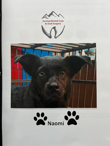 Animal Dental Care & Oral Surgery image