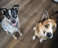 Oh Fur Pet’s Sake - Photo 7 - Car repair in , St. Cloud