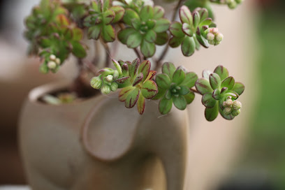 MINIGARDEN | Succulent & Pot (We deliver NZ wide) | Support delivery and self-collection
