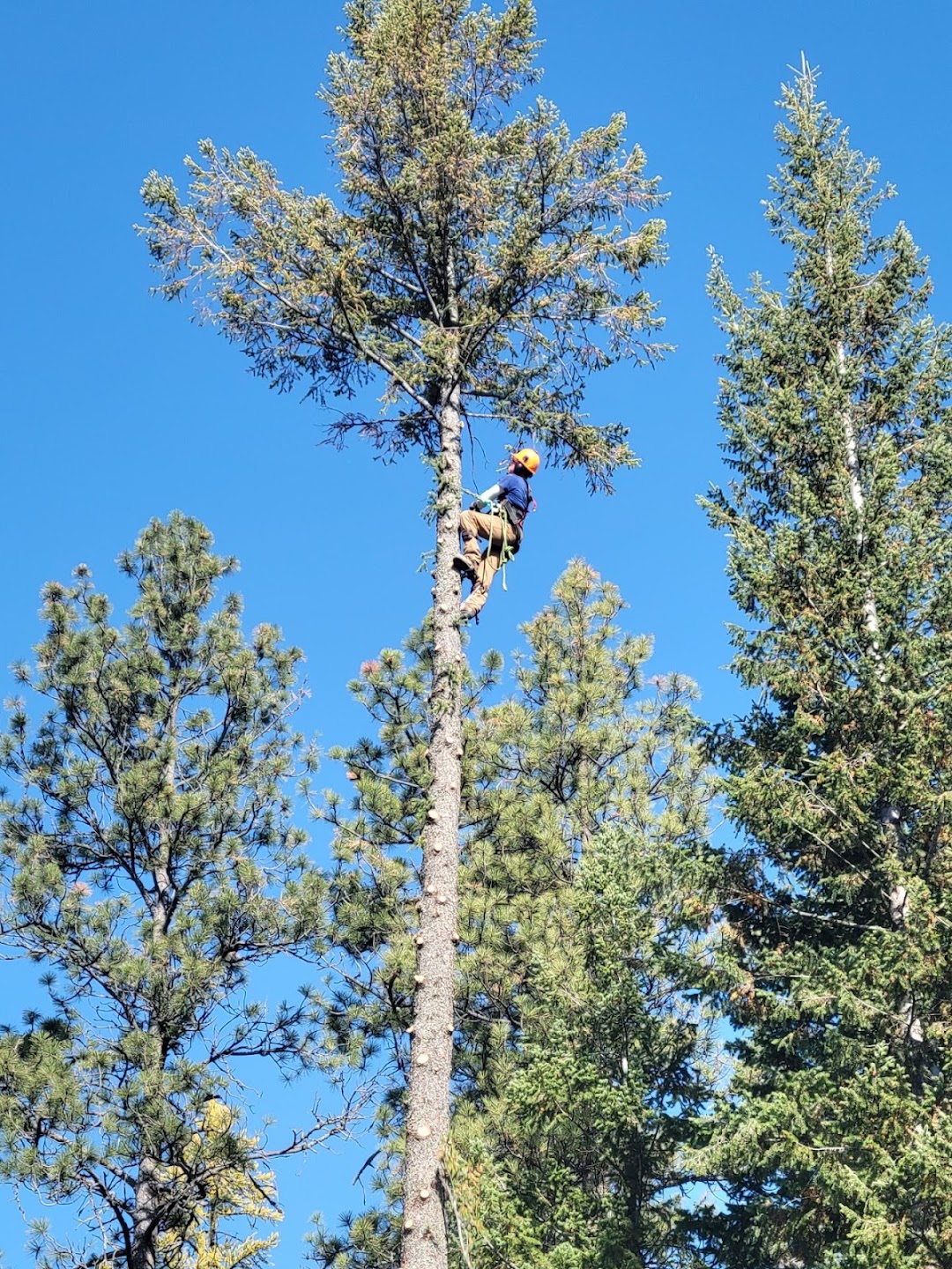 Tamarack Tree Experts