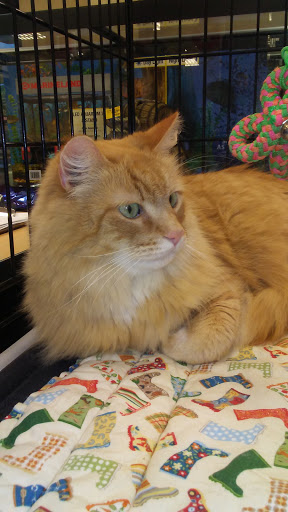 Pet Supply Store «PetSmart», reviews and photos, 421 Boston Post Rd, Port Chester, NY 10573, USA