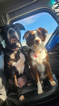 PetSmart - Photo 5 - Car repair in Grandville, MI, Holland