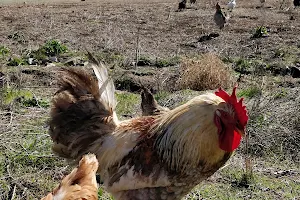 Happy Hens image