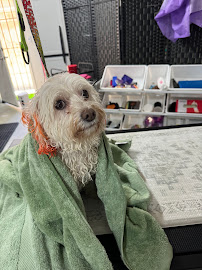 FUR BABIES PET GROOMING BY JUJU - Photo 7 - Car repair in Menifee, CA, Hemet