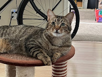 The Comforted Kitty - Photo 4 - Car repair in , Phoenix