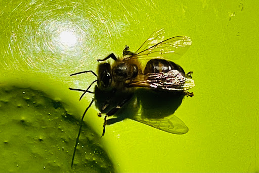 Park «Margaret T. Hance Park», reviews and photos, 67 W Culver St, Phoenix, AZ 85003, USA