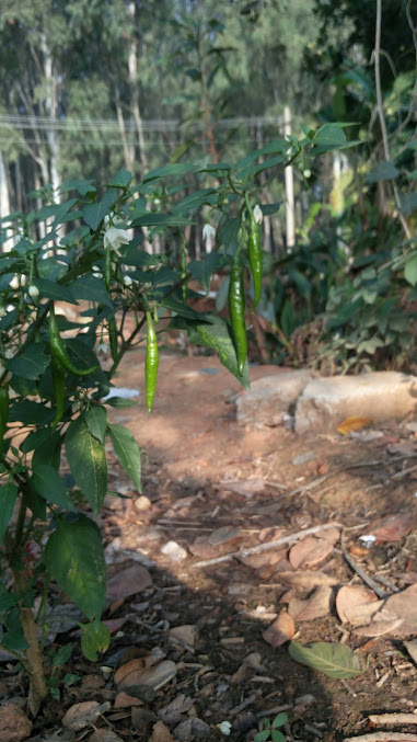 Google Maps image 31