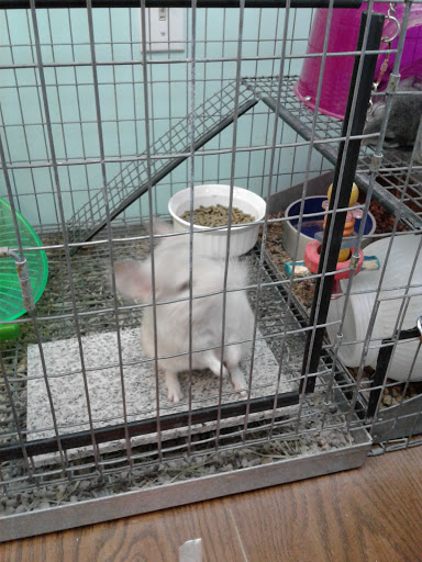 Pet Store «Critters Pet Shop tuff toys for dogs», reviews and photos, 320 S Belt Hwy, St Joseph, MO 64506, USA