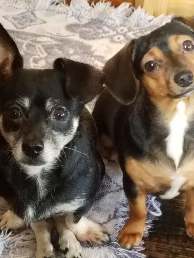 Pet Groomer «Ufuri Pet Salon», reviews and photos, 235 Huron Ave, Port Huron, MI 48060, USA