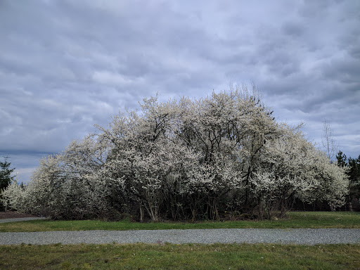 Golf Course «Bellevue Golf Course», reviews and photos, 5500 140th Ave NE, Bellevue, WA 98005, USA