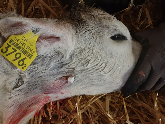 Vetoconseils - Tierarzt