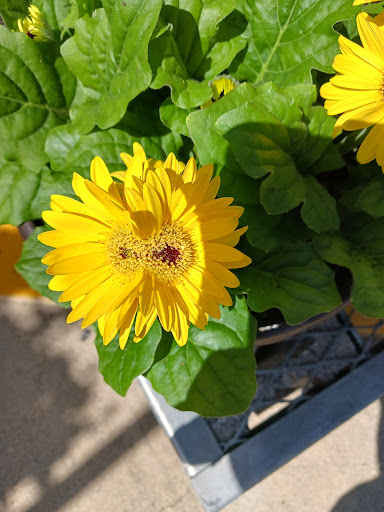 Home Improvement Store «The Home Depot», reviews and photos, 401 Linda Vista Dr, Hendersonville, NC 28792, USA