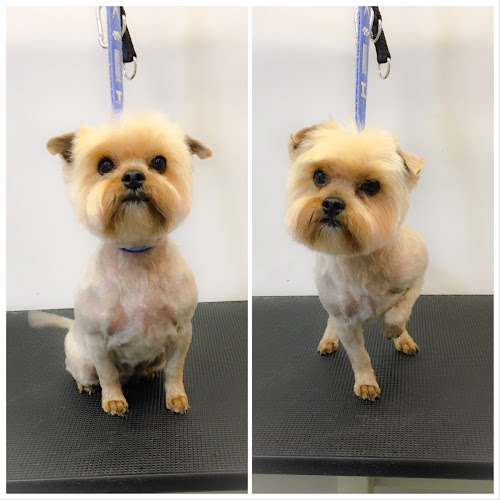 PET PALACE Grooming & Pet Shop - Εκπαιδευτής σκύλου