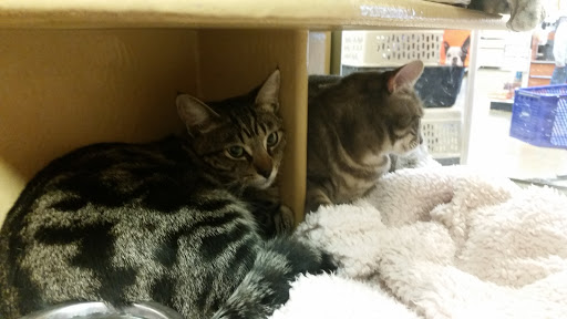 Pet Supply Store «PetSmart», reviews and photos, 2019 Forest Ave, Chico, CA 95928, USA