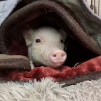 【Piglets】マイクロブタ販売office