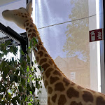 Photo n°2 de l'avis de Kai.a fait le 28/07/2022 à 20:11 sur le  Bistro Knopf à Giengen