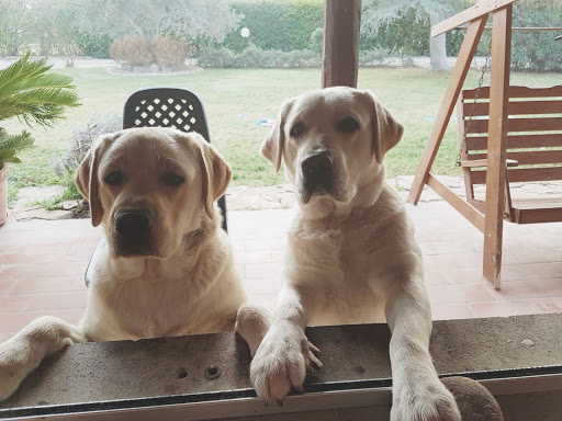 Allevamento Labrador di Nik Ferrè