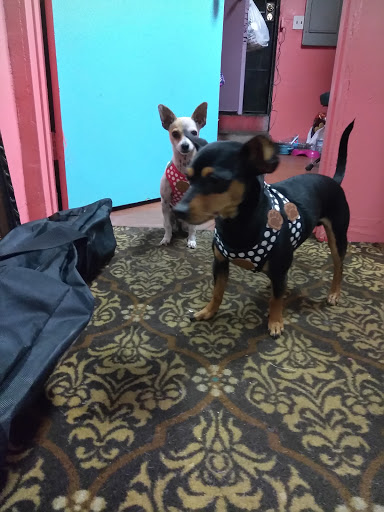 Explore bermuda tattoo ideas, creative tattoo ideas in Maywood, available at Colibri Tattoo Studio