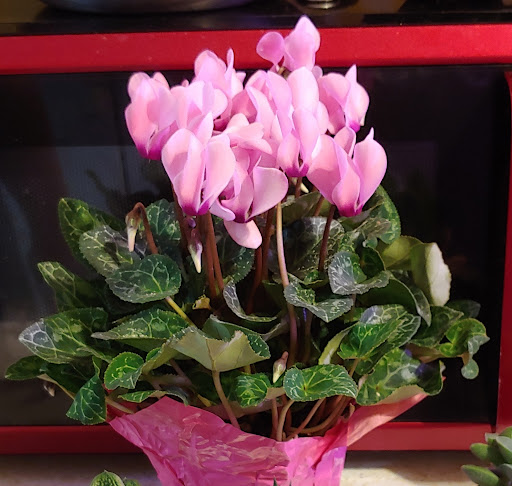 Home Improvement Store «The Home Depot», reviews and photos, 2021 Harrodsburg Rd, Lexington, KY 40504, USA