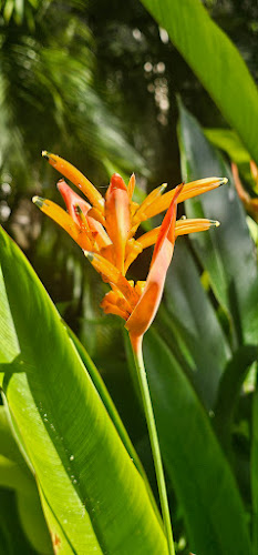 Schnitt-Flor AG - Blumengeschäft