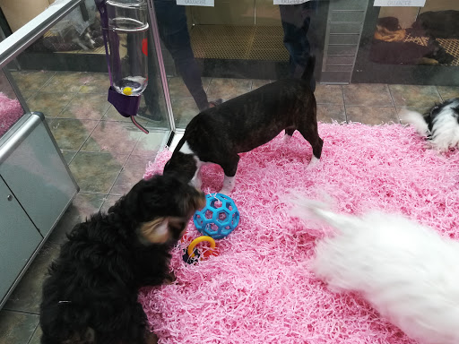 Pet Store «Pet City», reviews and photos, 14200 E Alameda Ave #2036, Aurora, CO 80012, USA