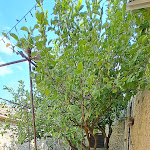 Photo n°3 de l'avis de Salvatore.e fait le 18/08/2023 à 17:05 sur le  Lo Zafferaneto hotel, ristorante & spa à Buccheri