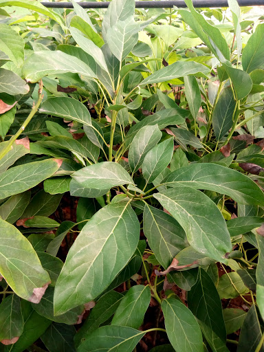 Non-Profit Organization «Buffalo Niagara Heritage Village», reviews and photos, 3755 Tonawanda Creek Rd, Amherst, NY 14228, USA