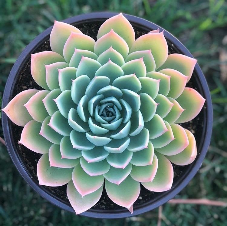 Suculentas Juan de Dios