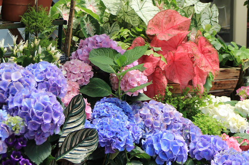 Sherman Library & Gardens image