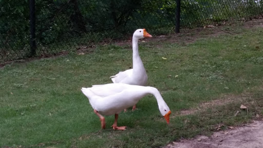 Park «Terry Hershey Park», reviews and photos, 15200 Memorial Dr, Houston, TX 77079, USA