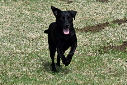 Alpin Hunter's - Labrador Retriever Zucht Tirol