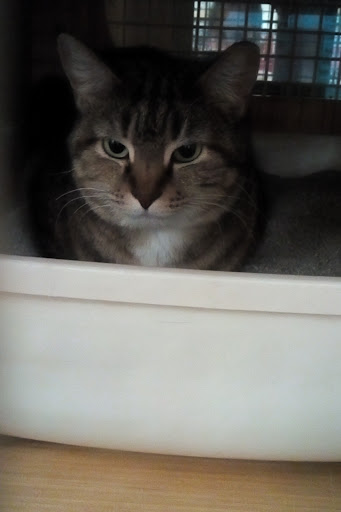 Pet Supply Store «Petco Animal Supplies», reviews and photos, 1401 E Spring Valley Rd, Richardson, TX 75081, USA