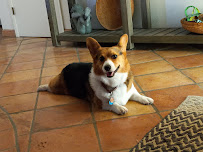 Canine Territory - Photo 1 - Car repair in Tucson, AZ, Tucson