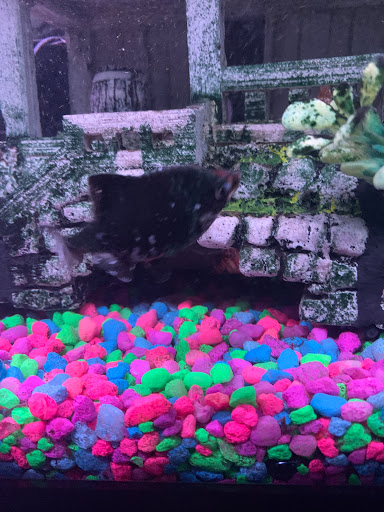 Pet Store «Southside Pet Shop», reviews and photos, 7031 Southside Dr, Louisville, KY 40214, USA