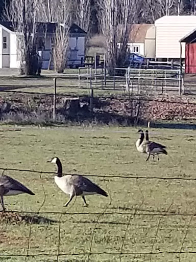 Florist «Cool Florist and Gifts», reviews and photos, 2968 CA-49 i, Cool, CA 95614, USA