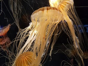 Aquarium of the Pacific - photo 13