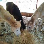 Photo n°12 de l'avis de Vincenzo.a fait le 30/05/2018 à 08:44 sur le  Borgo Cerquelle à Pontelandolfo