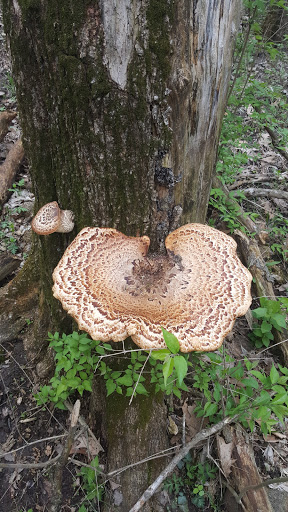 Park «Skiles Test Nature Park», reviews and photos, 6828 Fall Creek Rd, Indianapolis, IN 46220, USA