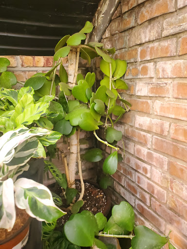 Florist «Viviano Flower Shop», reviews and photos, 32050 Harper Ave, St Clair Shores, MI 48082, USA