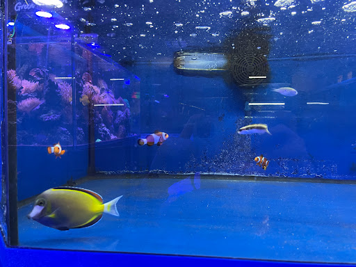 Tropical Fish Store «BB Fish and Pets», reviews and photos, 9226 Cypress Creek Pkwy, Houston, TX 77064, USA